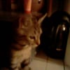 Photo de Minette