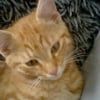 Photo de Garfield