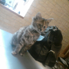 Photo de Chacha
