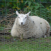 Photo de profil de Tiqua