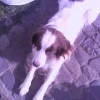 Photo de Max