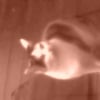 Photo de Roseline