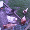 Photo de Les poule