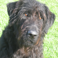 Photo de profil de Hiago