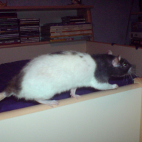 Photo de profil de Lola