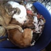 Photo de Les bébés de chipie et furax