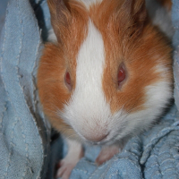 Photo de profil de Manzana