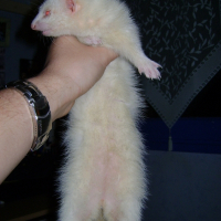 Photo de profil de Blondie