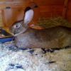 Photo de Petit lapin 1