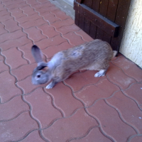 Photo de profil de Perle petit lapin n.2
