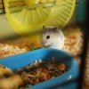 Photo de Bambou