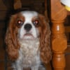 Photo de Enza