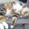 Photo de Frisby
