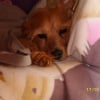 Photo de Beethoven 