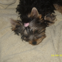 Photo de profil de Dipsy