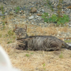 Photo de Kitty