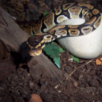 Photo de profil de Snake 