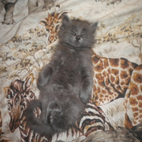 Photo de profil de Maya