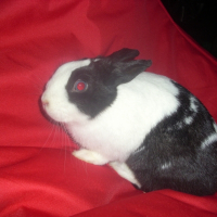 Photo de profil de Cristal