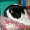 Photo de Minette