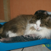 Photo de Chipot