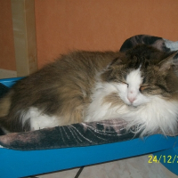 Photo de profil de Chipot