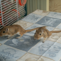 Photo de profil de Lili et bijoux