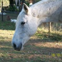 Photo de profil de Nicothine