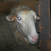 Photo de profil de Petit toue