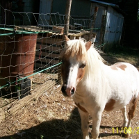 Photo de profil de Pinto