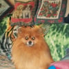 Photo de Tayson, Spitz Allemand