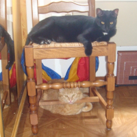 Photo de profil de Viki