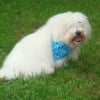 Photo de Benji