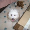 Photo de Douguy, Bichon à poil frisé