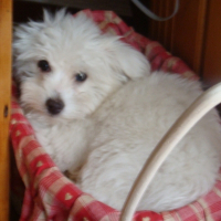 Photo de profil de Zapy