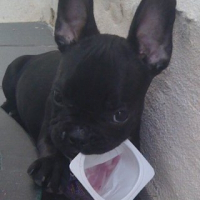 Photo de profil de Francis