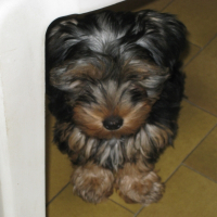 Photo de profil de Joker