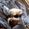 Photo de Kitty