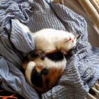 Photo de profil de Kitty