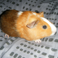 Photo de profil de Nephtis