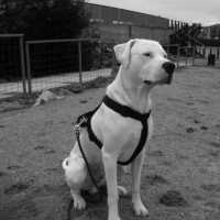 Photo de profil de Denzo