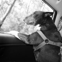 Photo de profil de Rocket