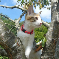 Photo de profil de Falye
