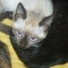Photo de Olympe