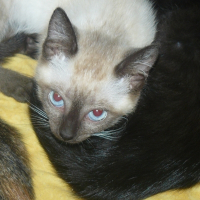 Photo de profil de Olympe