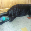 Photo de Snoopie    setter anglais croisé berger allemand