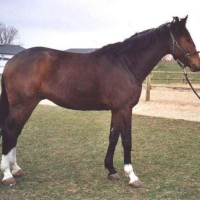 Photo de profil de Massamba