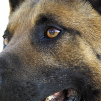 Photo de profil de Drak