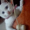 Photo de Fiby, Abyssin