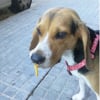 Photo de Bubu, Beagle
